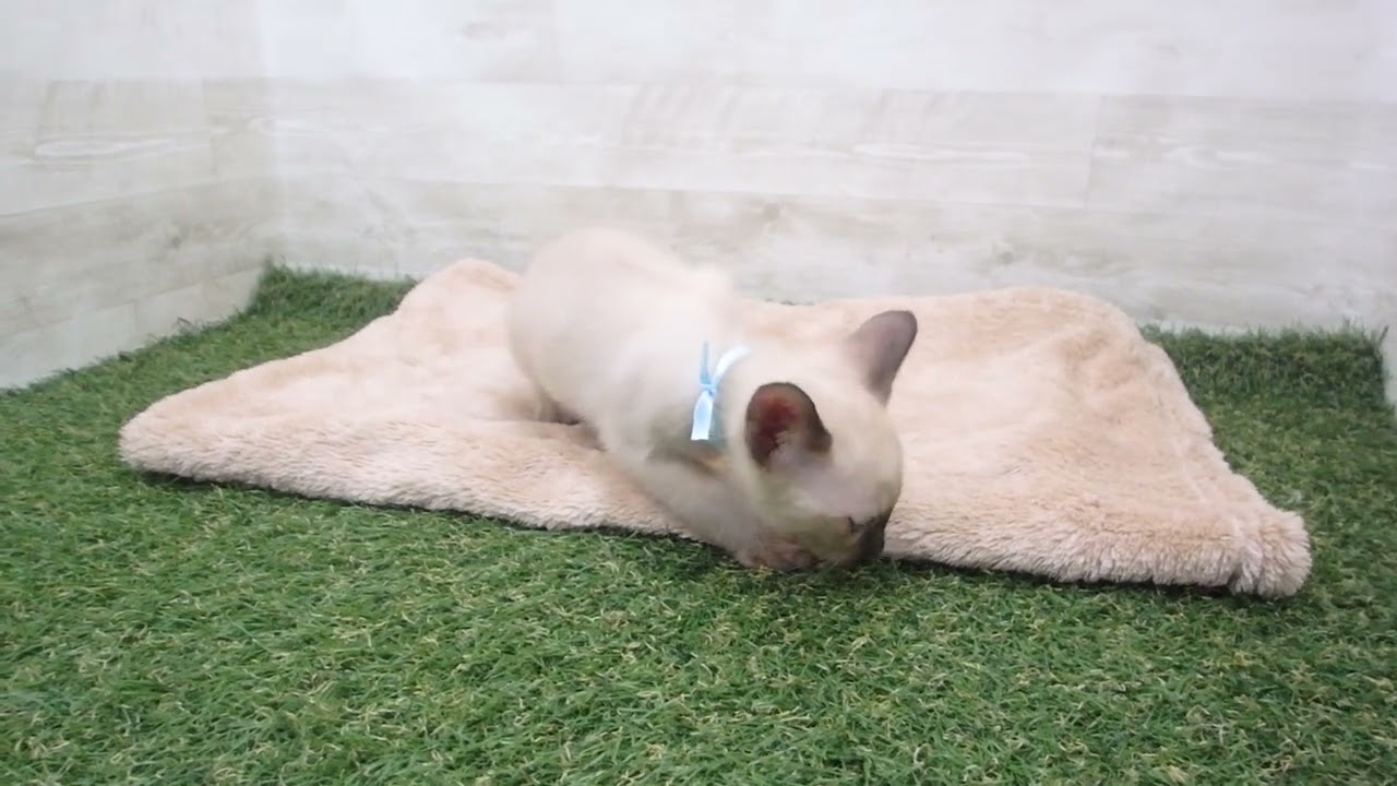 00589516 トンキニーズ