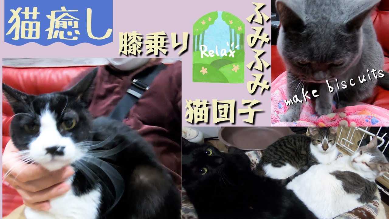 【猫癒し】撫で放題の猫と膝乗り猫とふみふみ猫に猫団子で癒しが満載（保護猫カフェ猫の木）十三駅　Healed by a friendly cat 　Cat making biscuits