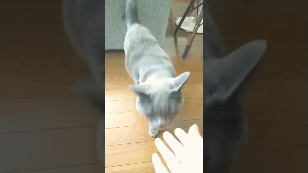 シャルトリュー 呼ぶと来てくれる #shorts