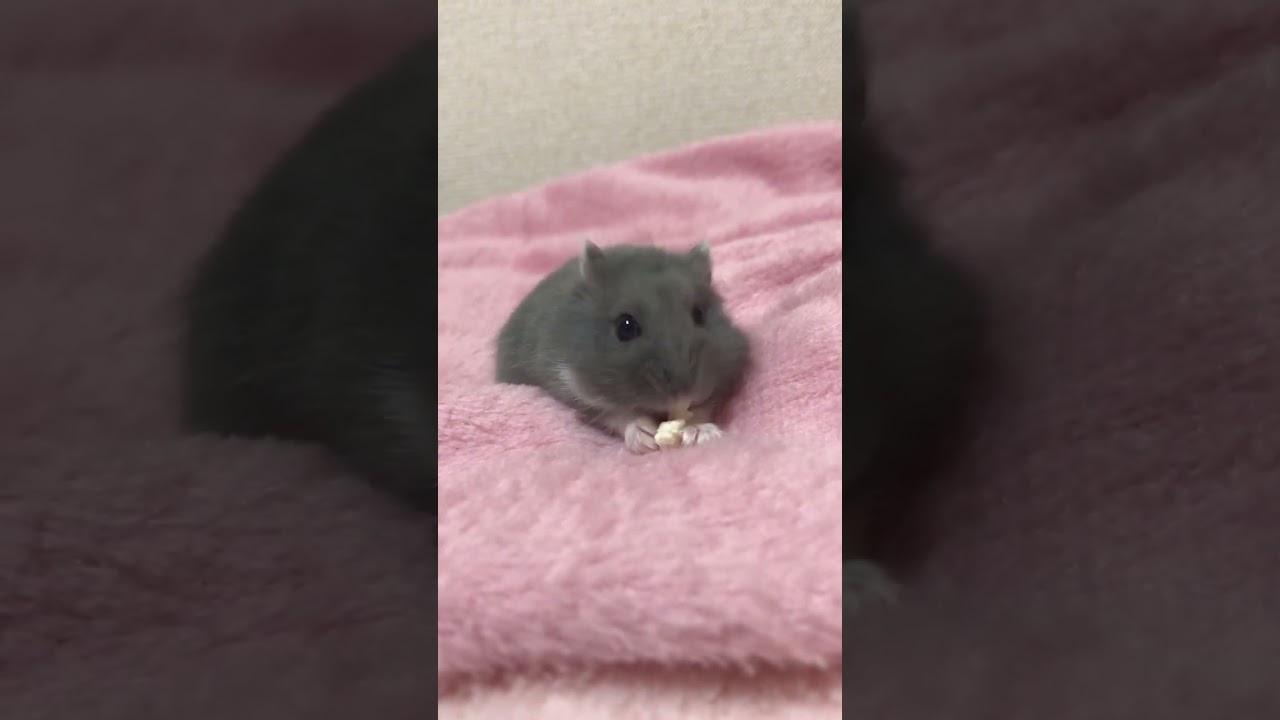 【ハムスター】ロシアンブルー♀すみれちゃん🐹❤️ #Shorts #hamster