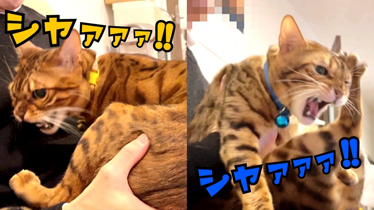 縄張り争いでシャーシャー威嚇する猫親子