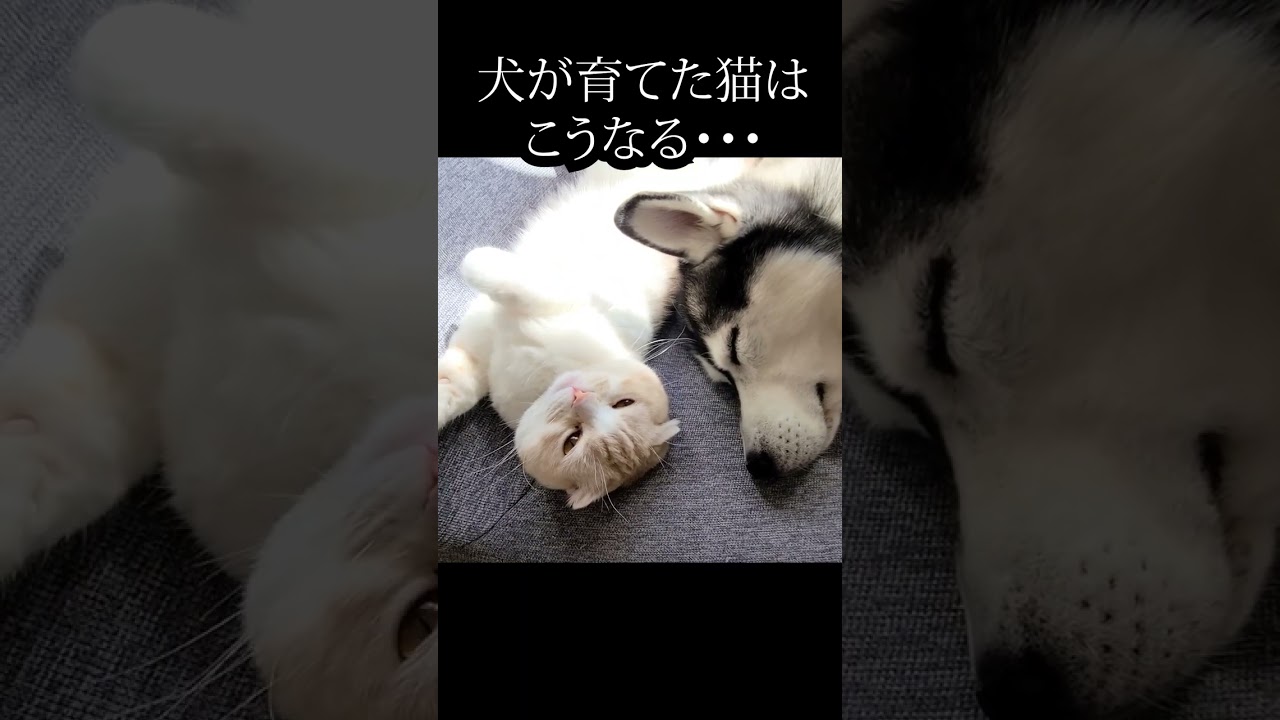 かわいすぎて悶絶する動画がこちら #shorts #猫