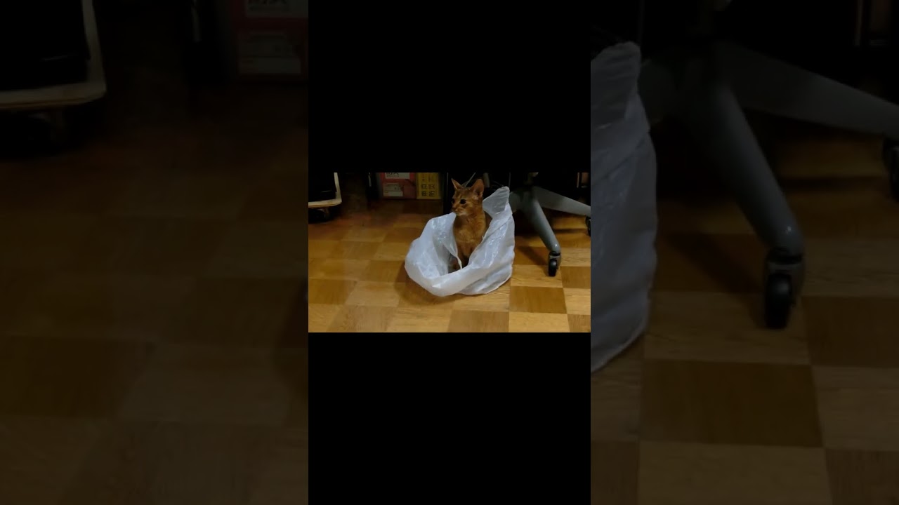 ネコ動画あび#514　#shorts　あびの毎日　アビシニアン　あび