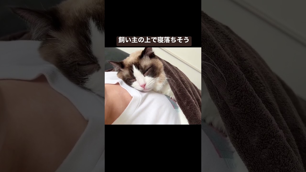 飼い主の真上で寝落ちしそうなラグドール猫