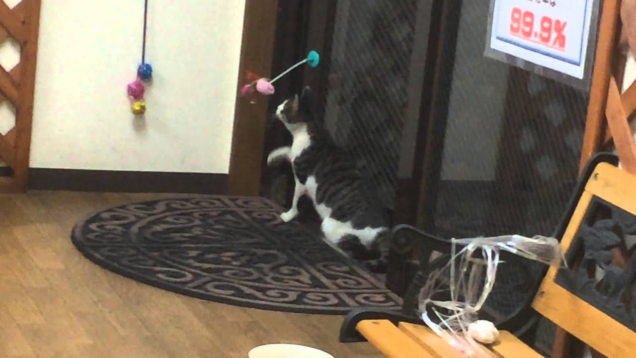 人見知りのらねこ「くろまめ」の猫パンチ！