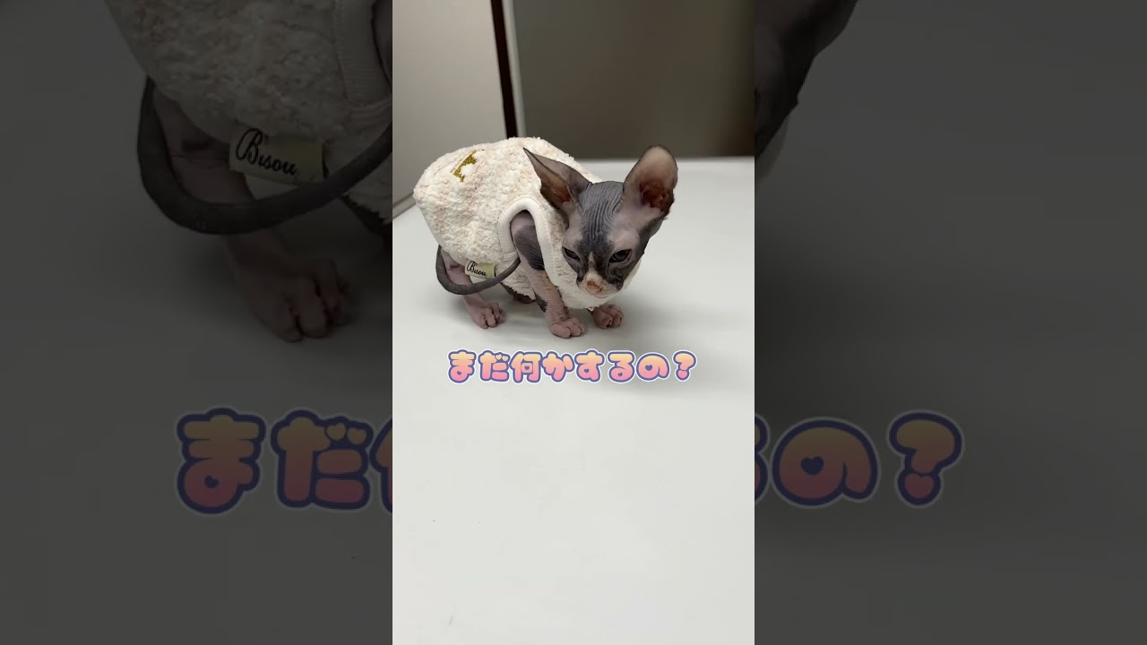 血便が出たスフィンクスが動物病院にやって来た！