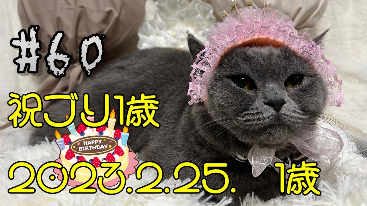 祝ブリ１歳 #60【犬と猫どっちも飼ってる】