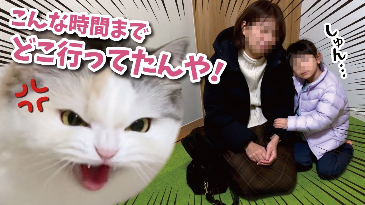 ドタバタで忙しい日！夜遅くに帰宅したら猫にド説教されました…【引っ越し準備】【関西弁でしゃべる猫】
