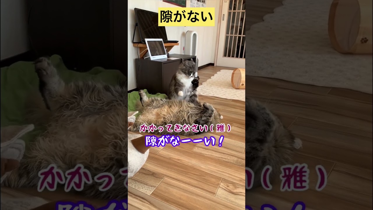 【メインクーン】隙がない #メインクーン #かわいい猫 #猫カフェ #猫動画おもしろい #猫のジャンプ