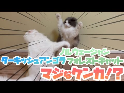 【マジ喧嘩⁉︎】ターキッシュアンゴラとノルウェージャンフォレストキャットのケンカ😤