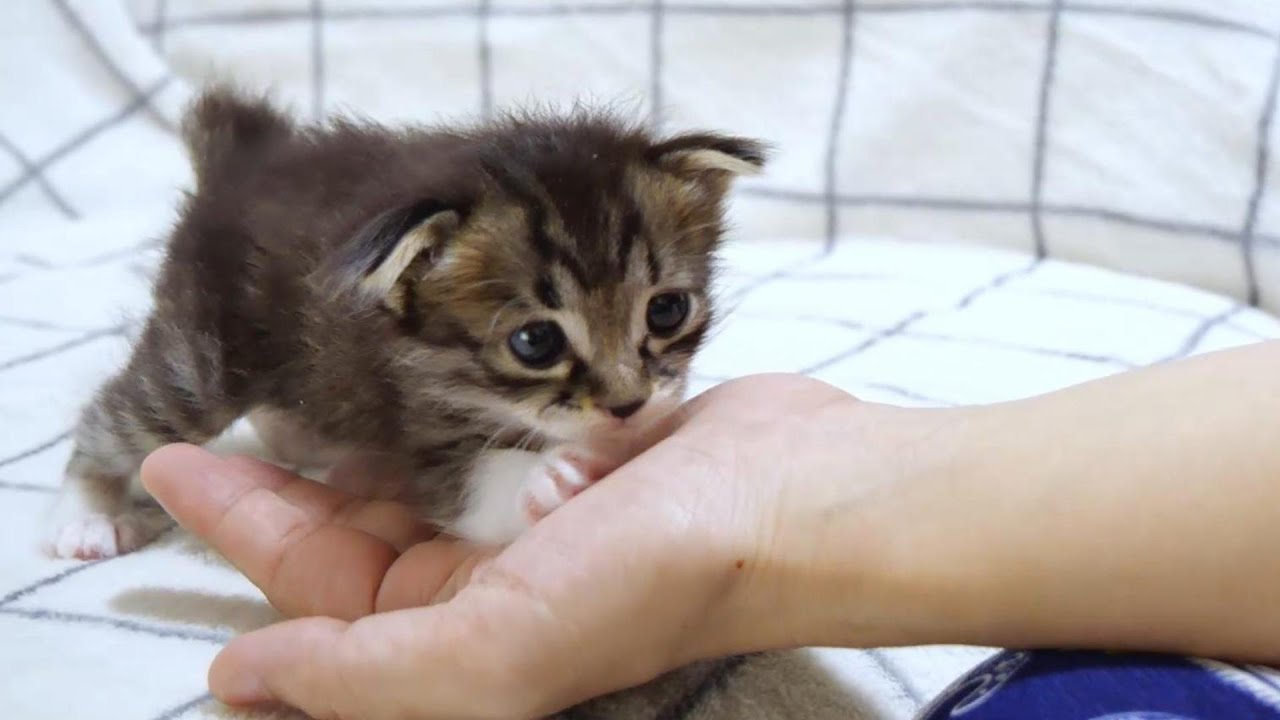 ママを見つけて安心する子猫が手の上に【赤ちゃん猫　保護猫】