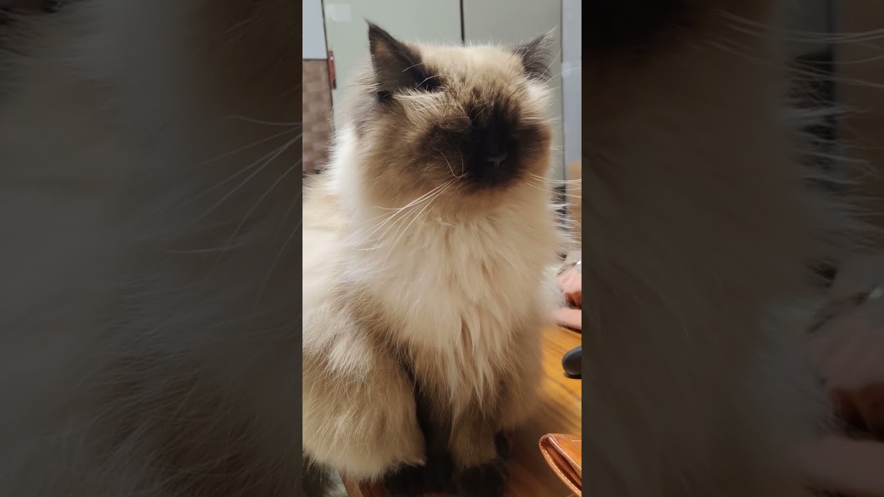 【ヒマラヤン】眠くてゆらゆらしながらも飼い主の夜更かしに付き合ってくれる猫