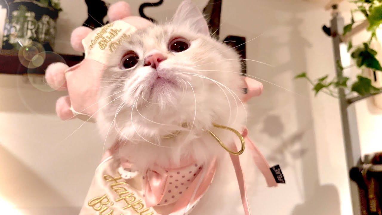 【猫の日】ペレちんbirthday 2.22  ＠マンチカン