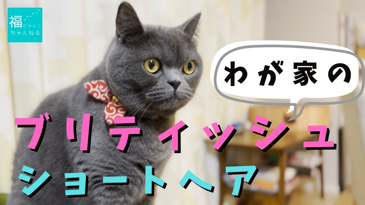 【ブリティッシュショートヘア】性格は？わが家のにゃんこを紹介！