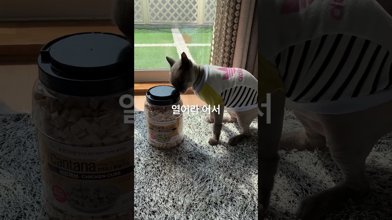 다이어트는개뿔❗️열어줘라~ 현기증난단말이에요 😿トンキニーズ猫 #トンキニーズ #世界で最も愛されている遺棄猫😻