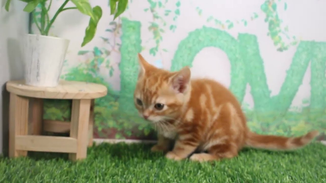 Coo&RIKU　No620700　アメリカンショートヘアー