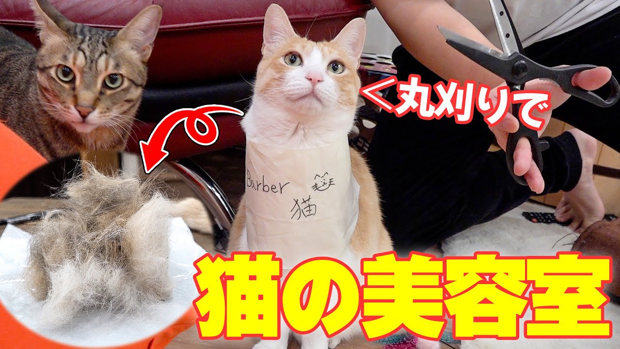 猫の抜け毛がヤバすぎるので美容室を開いて丸刈りにします。