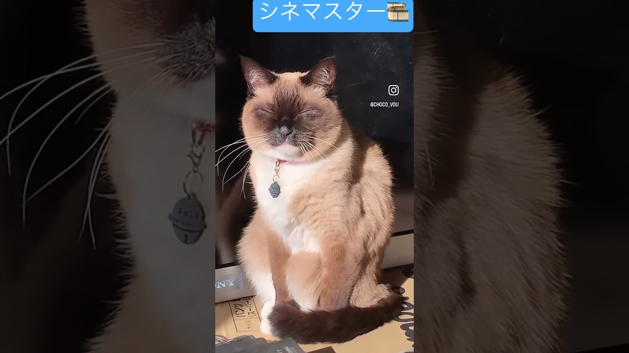シネマスター #シャム猫 #shorts