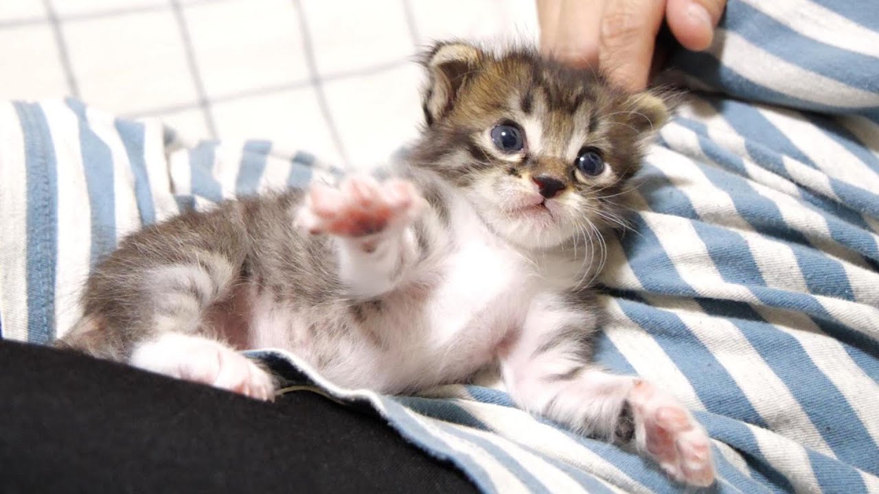 子猫の態度がおじとママで違い過ぎる件【赤ちゃん猫　保護猫】