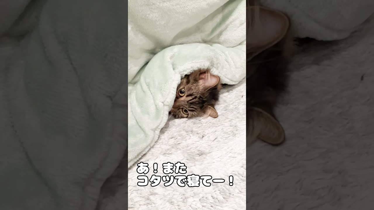 コタツで寝ると風邪ひくよ！【マンチカンのアーサー】 #Shorts