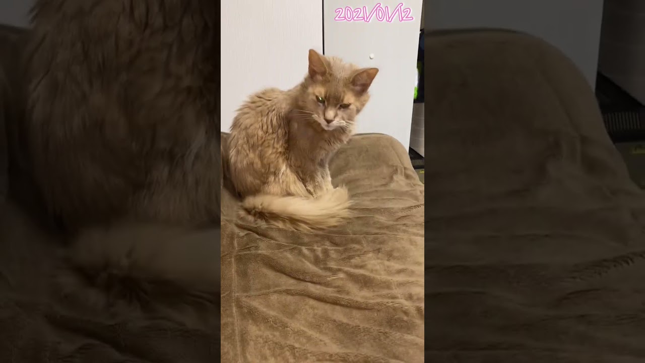 ホットカーペットでくつろぐチャチャ　#shorts  #ソマリ