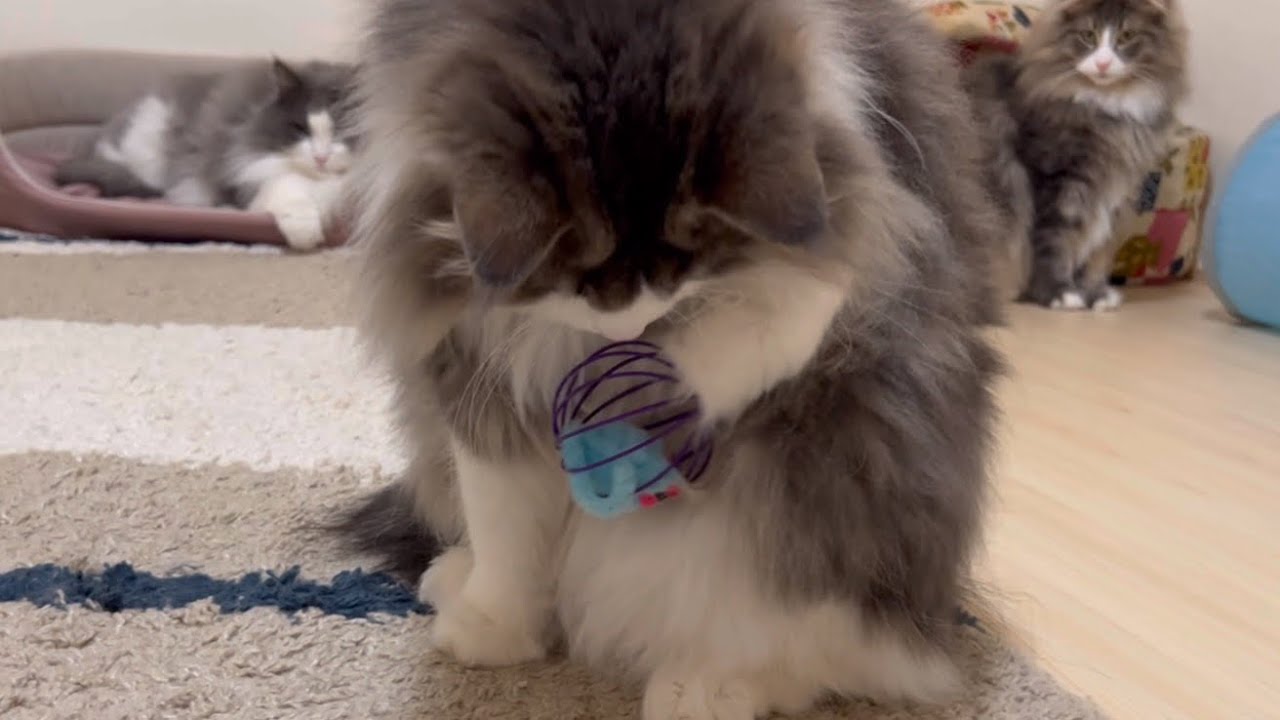 【かわいい💖】見守られながら遊ぶ、兄弟ノルウェージャンフォレストキャット❤︎