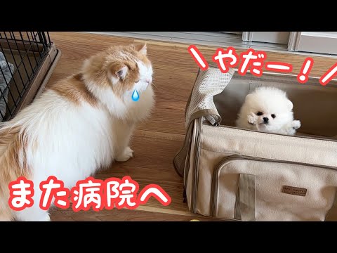 子犬を再び病院へ連れてったら1人で待ってた猫が凄いことになってました..！