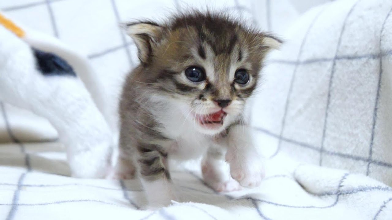 空腹の子猫がミルクまだですかと大鳴きする【赤ちゃん猫　保護猫】