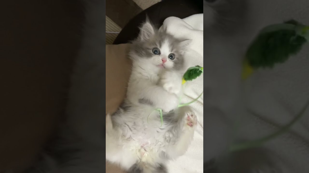 【ラガマフィン】飼い主のお膝の上でおなか丸見えで遊ぶ生後2ヶ月のラガマフィンの子猫