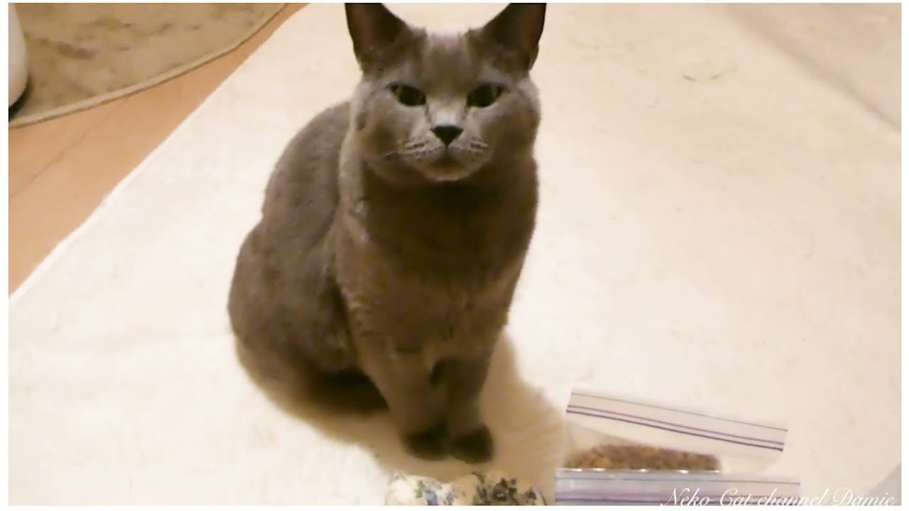 ダイエットフードが嫌いな猫 シャルトリュー 猫療法食- You can do it!