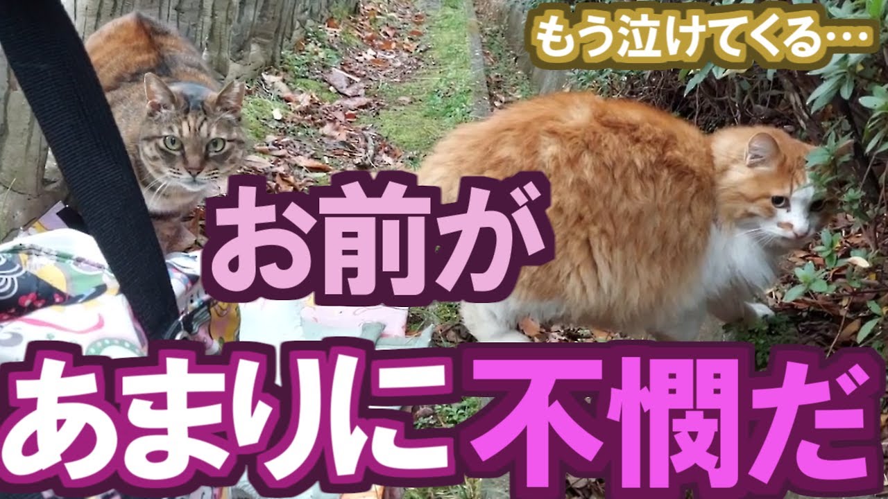 【野良猫】泣けてくるほどに不憫な猫【彼らが生きた記録#257】