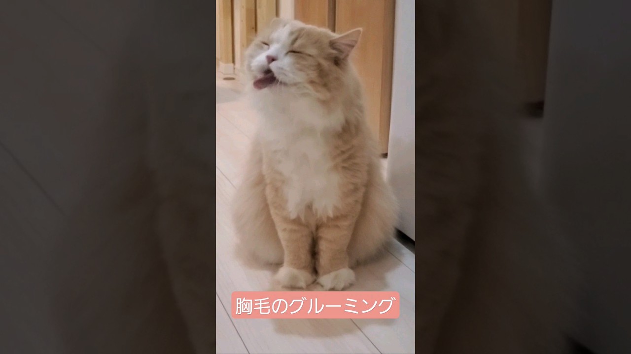 chest hair grooming #scottishfold #cat #scottishstraight #スコティッシュフォールド