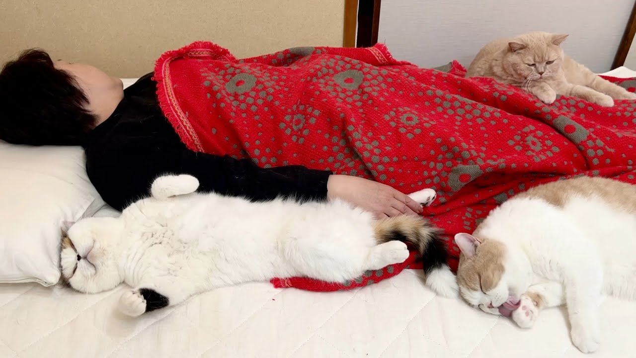 猫が集まる母のベッド