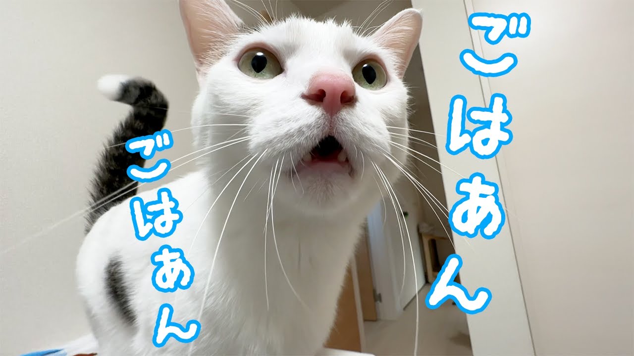 ご飯前は「ごはん」の発音が完璧な猫チロさん