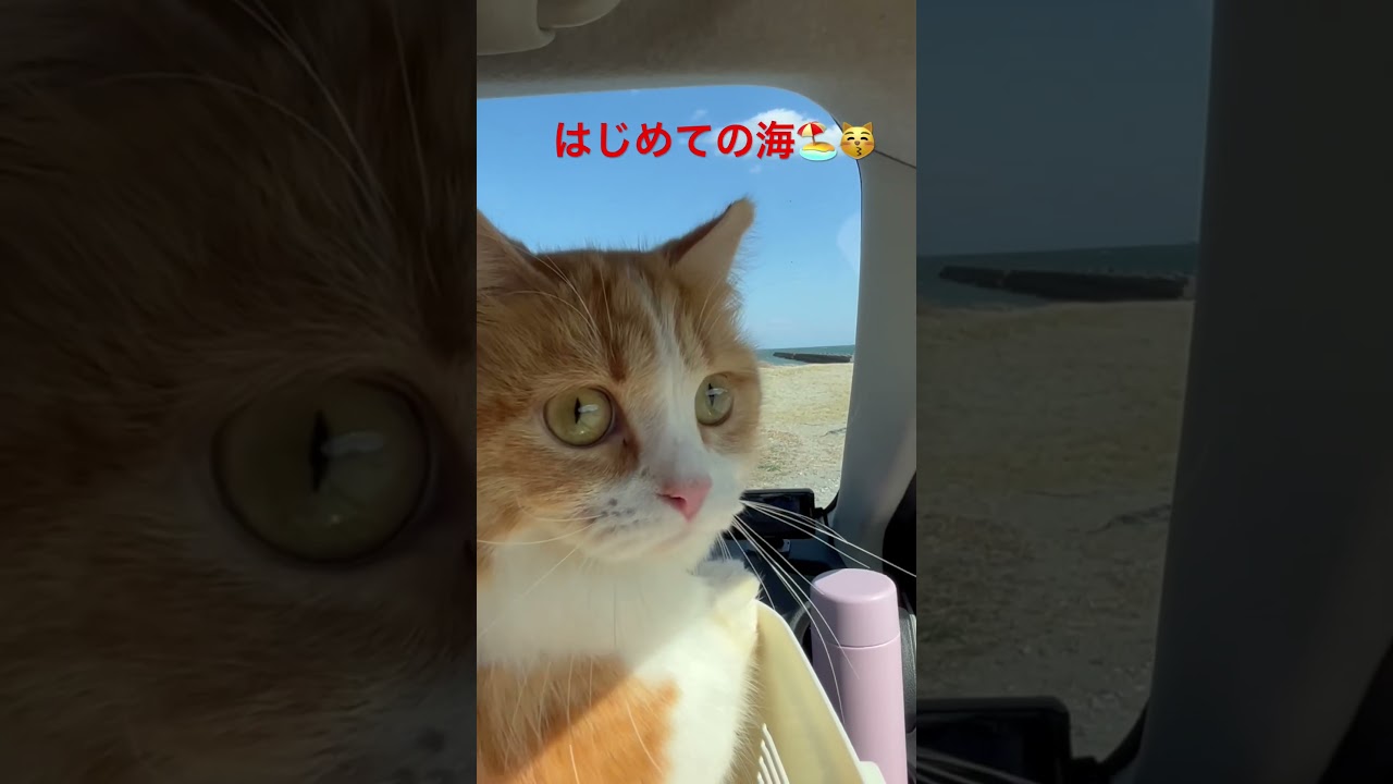 はじめての海🏖 #ねこ #マンチカン #猫 #短足マンチカン #munchkin #cat