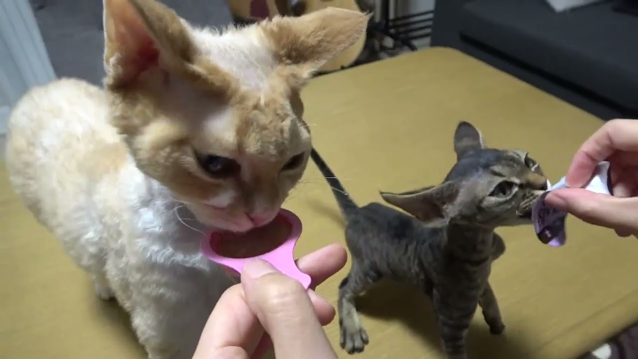 デボン兄弟のおやつタイム