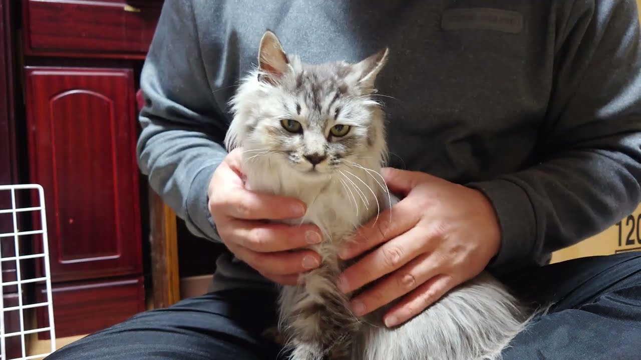 【保護猫】苦しそうな子猫に抗生剤を飲ませました 栄養価の高い医療用ちゅ～るも与えましたがむせてしまいました…