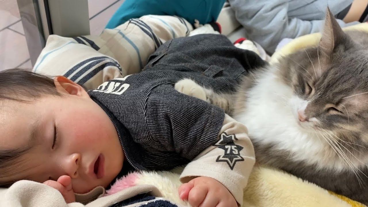 人の上に乗って寛ぐタイミングを待つ猫　ノルウェージャンフォレストキャット　ラガマフィンA cat waiting for the timing to relax on a person.