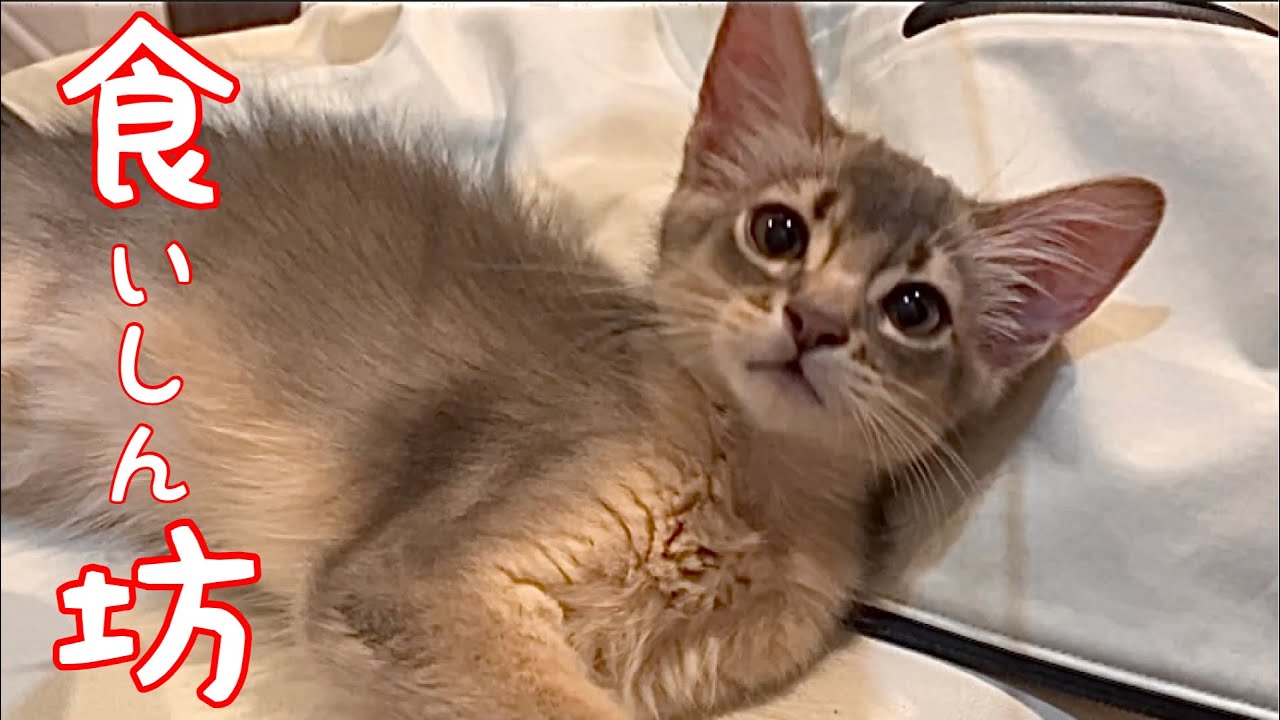 食いしん坊の僕…今日も許してくれた❣️【ソマリ】