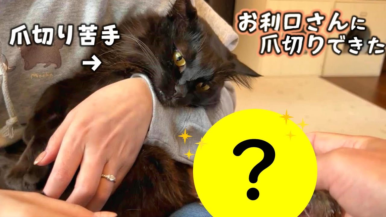 爪切り大嫌い猫がすんなり切らせてくれる魔法みたいなグッズ見つけた!　691話