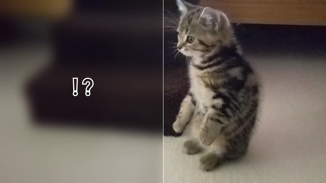 スコティッシュフォールド♂の子猫《ウリ》が家族になった日～その①