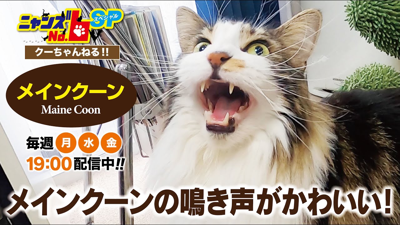 【メインクーン/Maine Coon】メインクーンの鳴き声がかわいい！