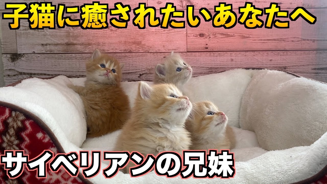 【サイベリアン】子猫に癒されたいあなたへ！生後約3週間のサイベリアンの兄妹