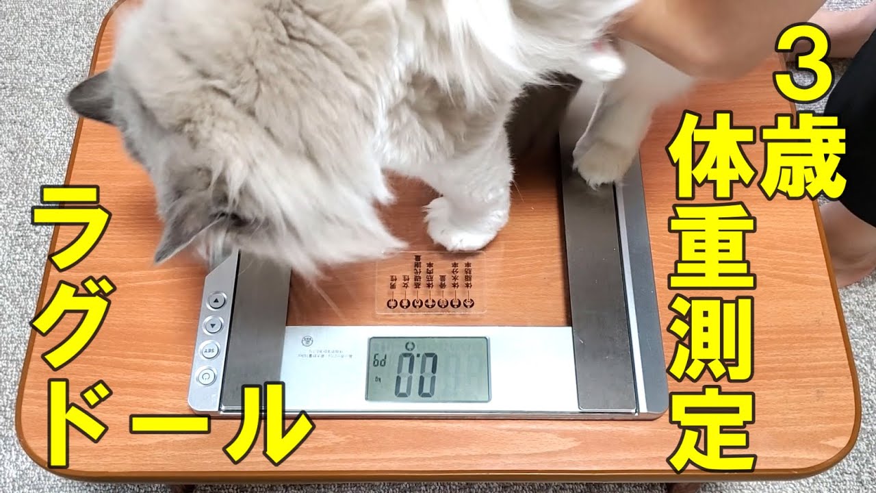 ラグドールは「3年かけて大きくなる」は本当なのか？検証してみた！　ラグドール猫　【モフニャン】part230