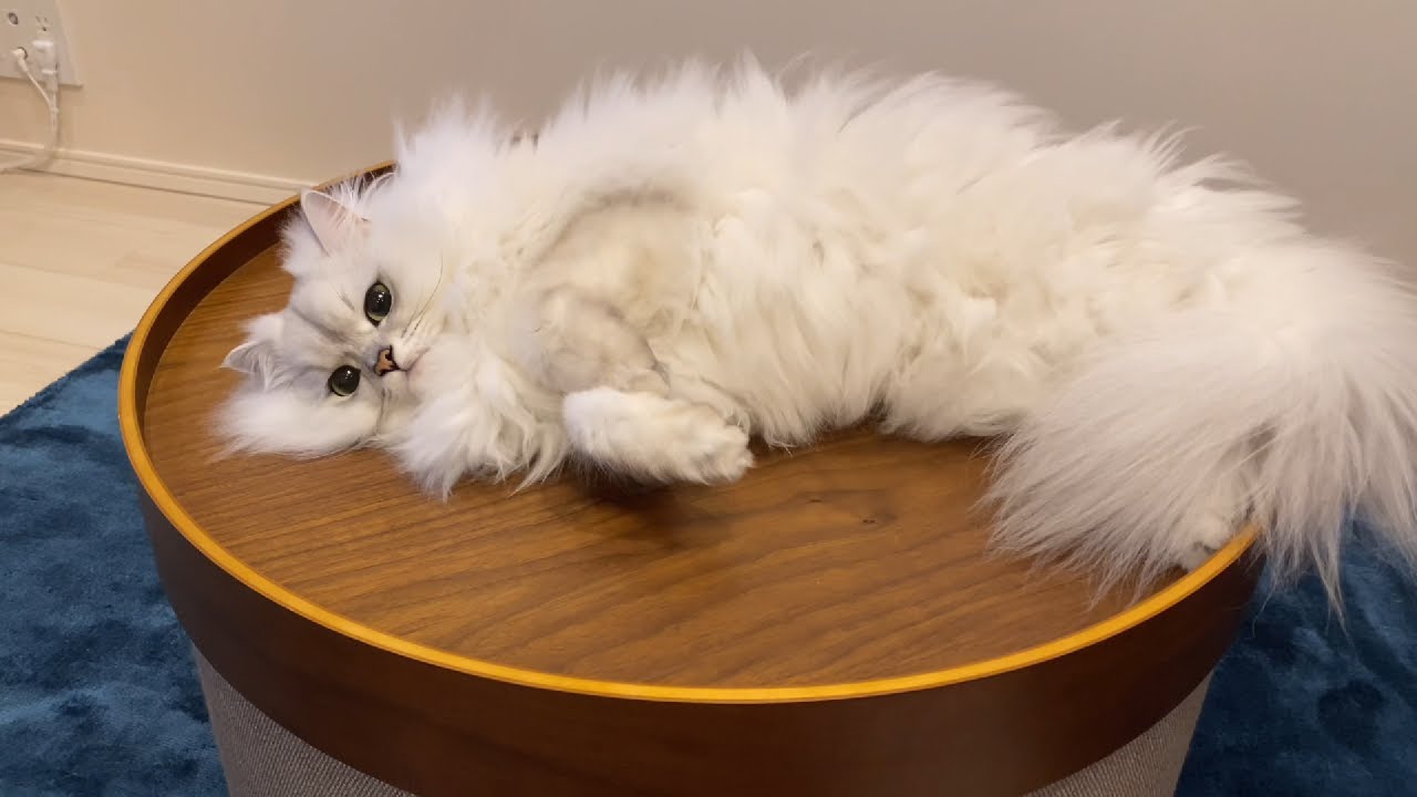 ぐうたら生活を満喫する猫がかわいい