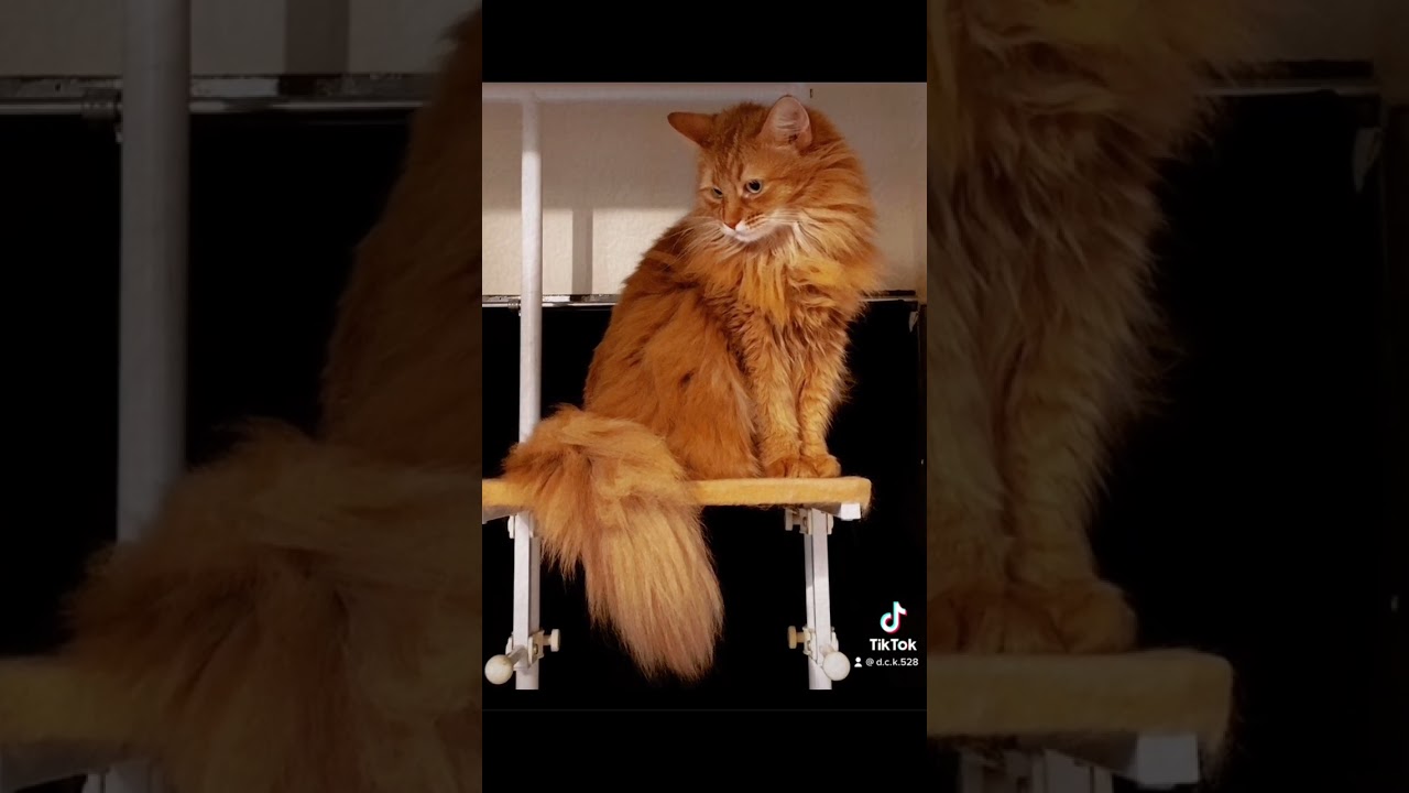 【ソマリ】#猫 #ソマリ#shorts