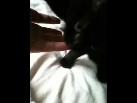 黒猫ボンベイ 20100507