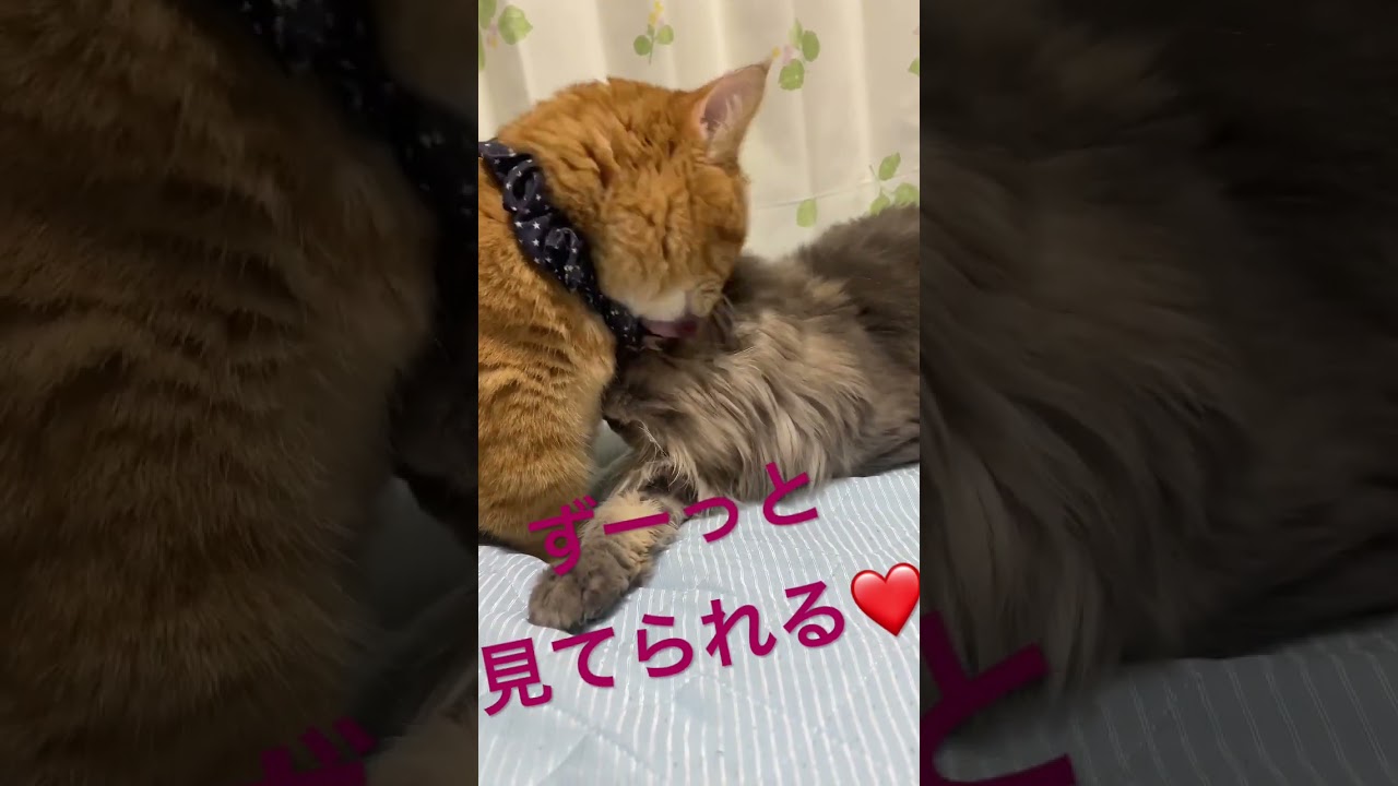 妹猫ラブな短足マンチカン#shorts #cats #短足マンチカン #スコティッシュフォールド #仲良し猫