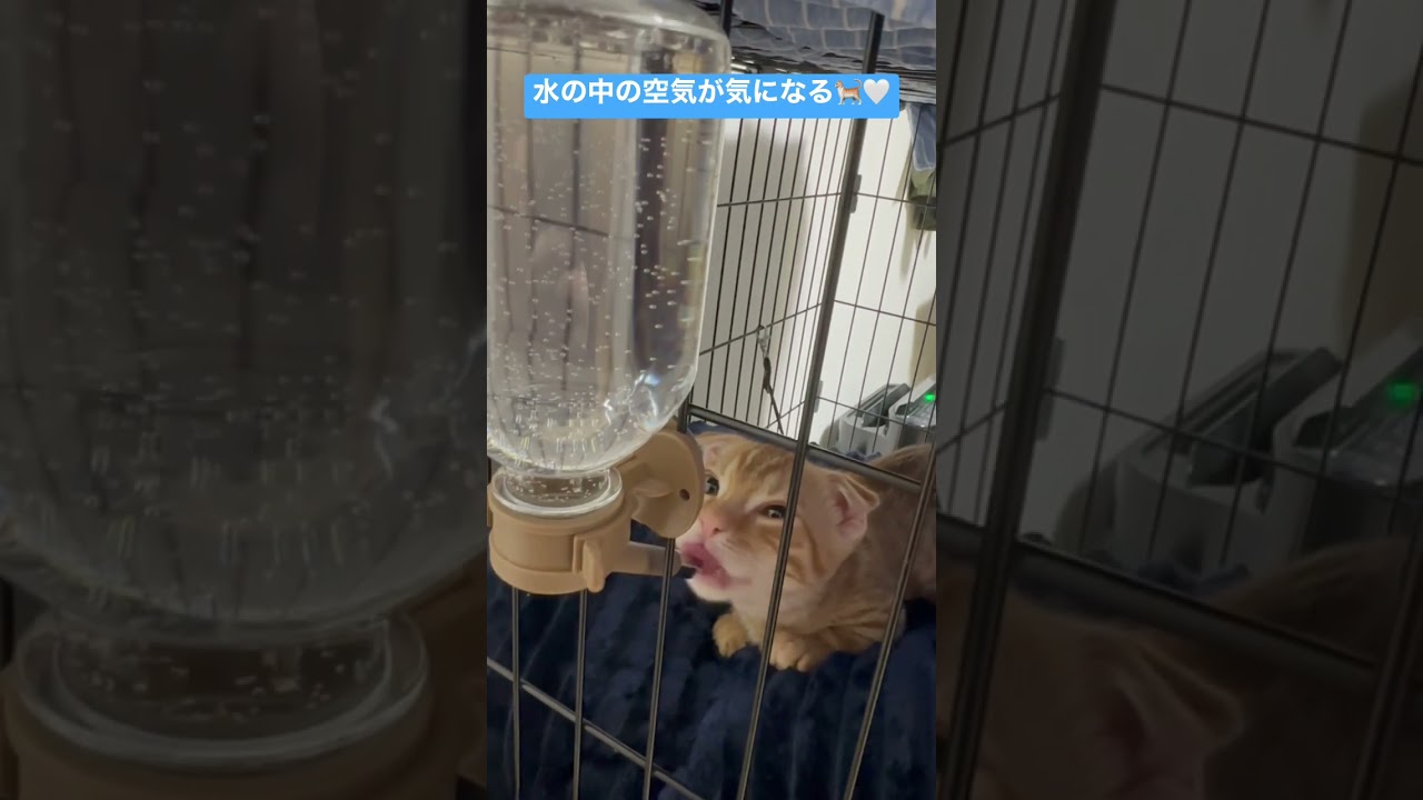 水が気になるコモドン🐈 #キンカロー #仔猫 #猫 #cat #catlover #catvideos #고양이 #水 #water