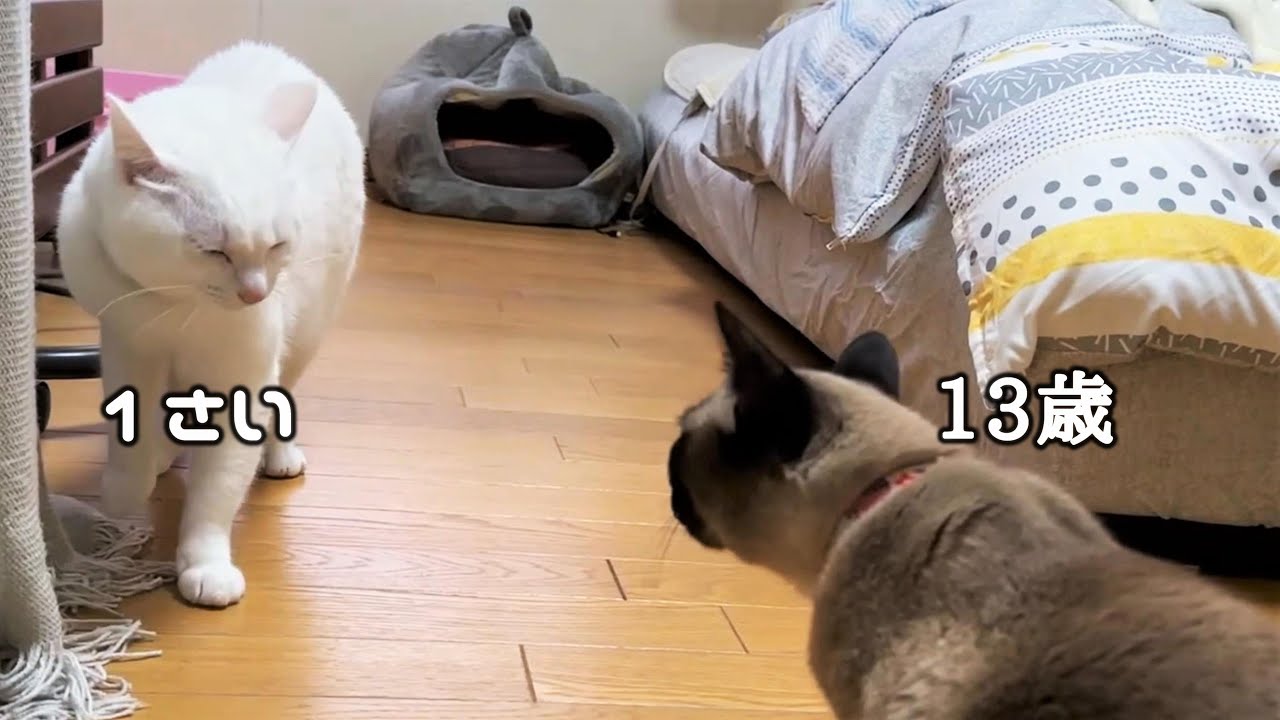 13歳のベテランシャム猫と対峙した1歳の若造猫w